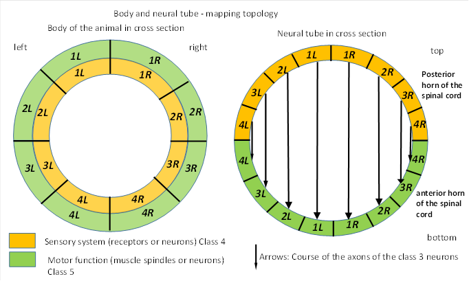Body and neural tube - mapping topology 